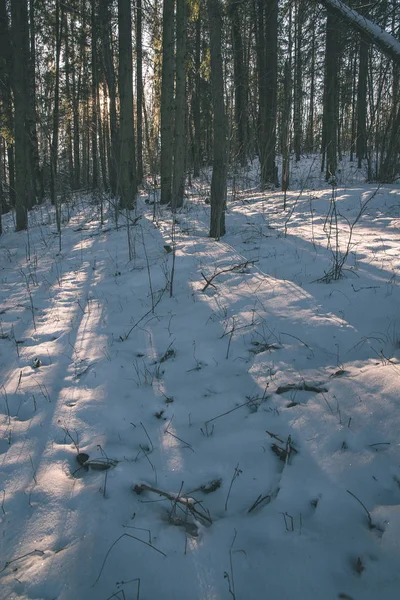 Vilda Skogen Vintern Med Hög Snö Sent Kvällen Före Solnedgången — Stockfoto