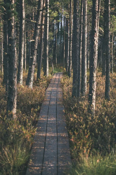 Vecchio Sentiero Lungomare Legno Zona Palude Vicino All Acqua Autunno — Foto Stock