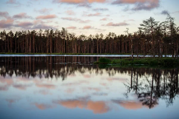Späte Abendsonne Über Sumpfseen Sommer Spiegelungen Ruhigen Wasser Und Grünes — Stockfoto