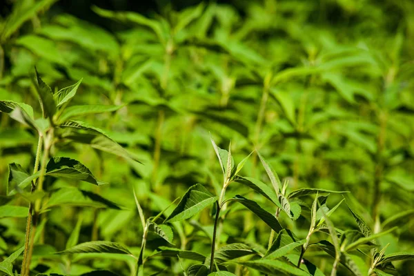 Feuillage Vert Été Détails Fond Abstrait Feuilles Herbe Courbes Branches — Photo