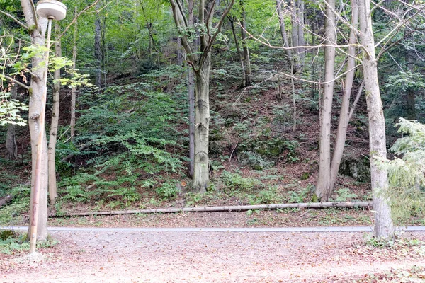 美しい紅葉の公園を通過する道路 — ストック写真