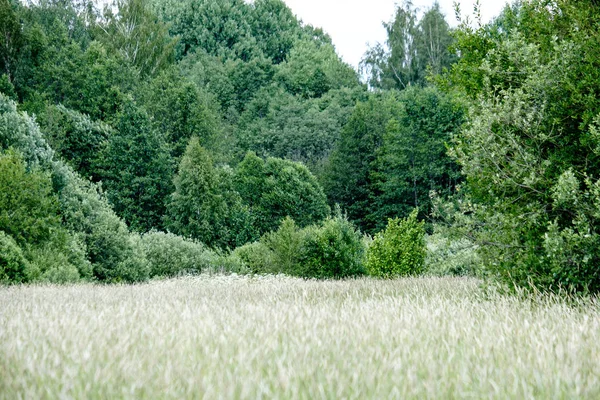 Słoneczna Łąka Różnych Kwiatów Letni Dzień Wyczyść Pogoda — Zdjęcie stockowe