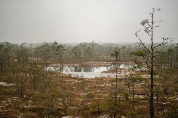 Swamp Landschapsmening Met Droge Verre Bomen Eerste Sneeuw Groen Gras — Stockfoto