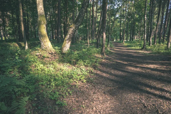 Simple Camino Forestal Rural Perspectiva Con Follaje Árboles Alrededor Aspecto — Foto de Stock