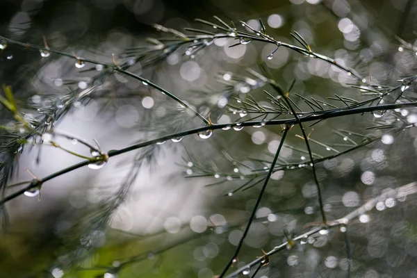 Réflexions Abstraites Gouttes Pluie Dans Les Branches Humides Des Buissons — Photo