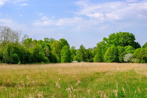 Bellissimo Prato Verde Con Fiori Estivi Vicino Foresta Nella Calda — Foto Stock