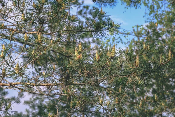 Pântano Vista Paisagem Área Com Pinheiros Solitários Campos Relva Verde — Fotografia de Stock