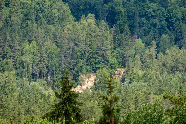 Vue Panoramique Sur Forêt Feuilles Persistantes Lumière Jour — Photo