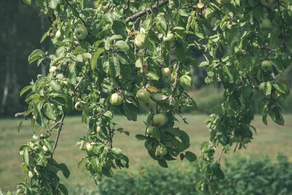 Takken Van Appel Groene Zomerdag Met Regen Vol Met Groene — Stockfoto