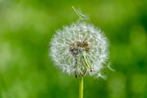 Pelusa Diente León Prado Verde Verano Con Mucha Luz Solar —  Fotos de Stock