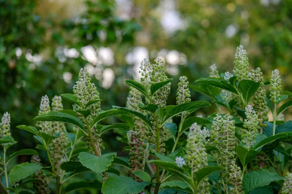 Flores Jardín Campo Sobre Fondo Borroso Follaje Verde Verano — Foto de Stock