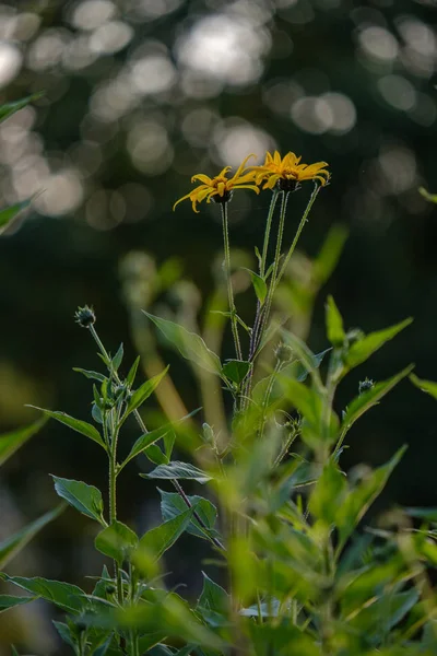 Countryside Garden Flowers Blur Background Green Foliage Summer — Stock Photo, Image