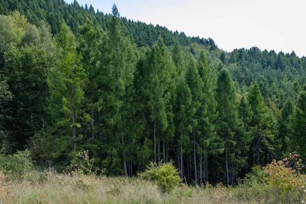 Многоуровневые Поля Леса Горной Местности Словакия Туман Над Деревьями Лугами — стоковое фото