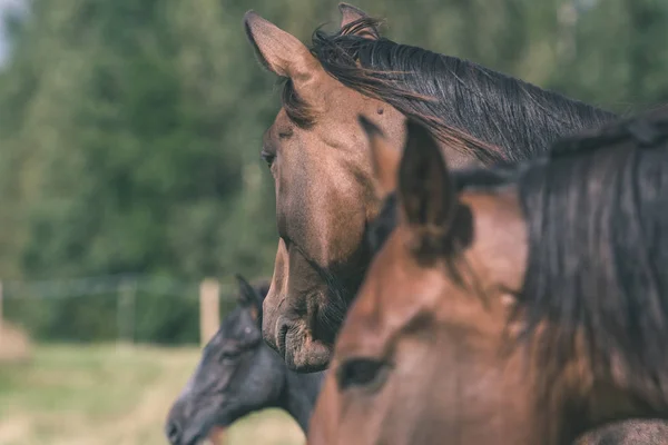 Braune Wildpferde Hautnah Beim Füttern Auf Der Grünen Wiese Vintage — Stockfoto