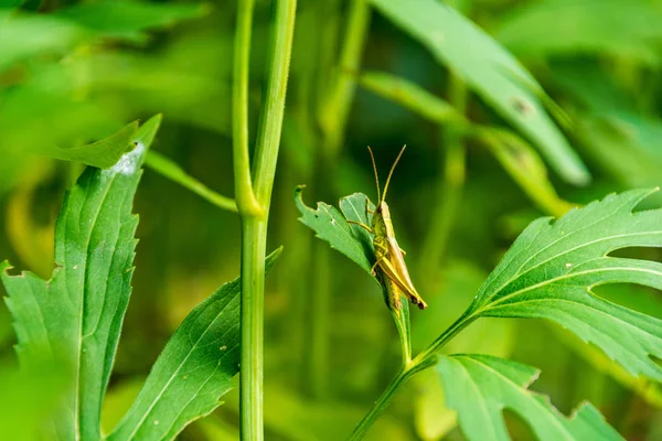 Deep Green Foliage Summer Light Backgrounds Textures Neutral Texture Grasshopper — Stock Photo, Image