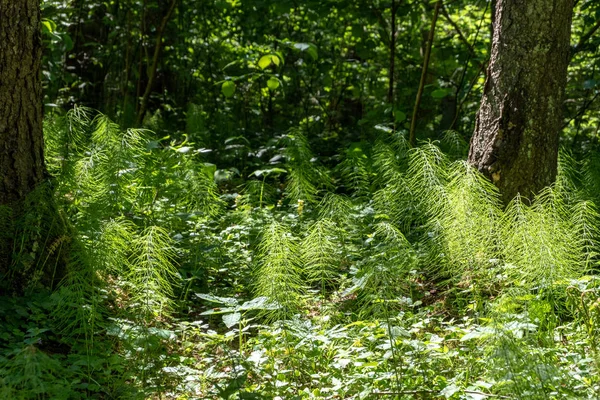 Зеленая Листва Летом Суровыми Тенями Ярким Солнечным Светом Лесу — стоковое фото