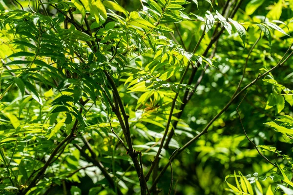 Green Summer Foliage Details Abstract Background Leaves Grass Bents Branches — Stock Photo, Image