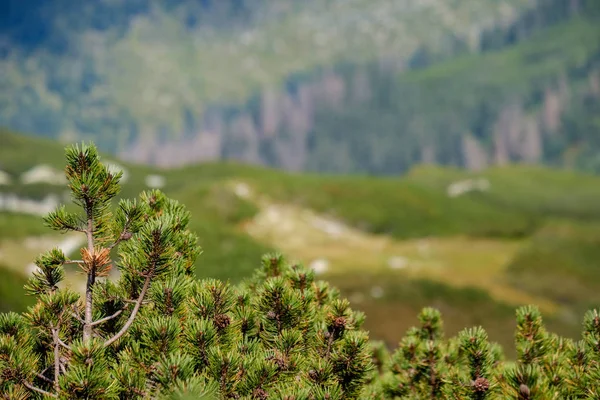 Mehrstöckige Felder Und Wälder Berggebiet Slowakei Nebel Über Bäumen Und — Stockfoto