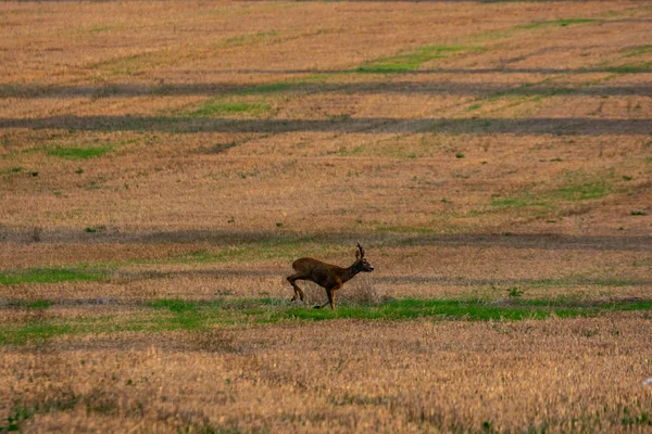 Cerfs Courant Dans Champ Cultivé Coucher Soleil — Photo