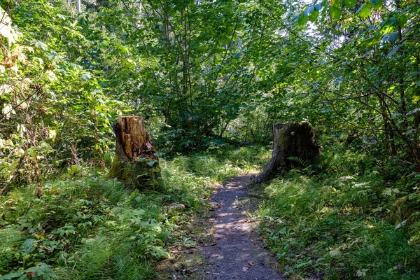 Sentiero Vuoto Nella Bellissima Foresta Verde Estiva — Foto Stock