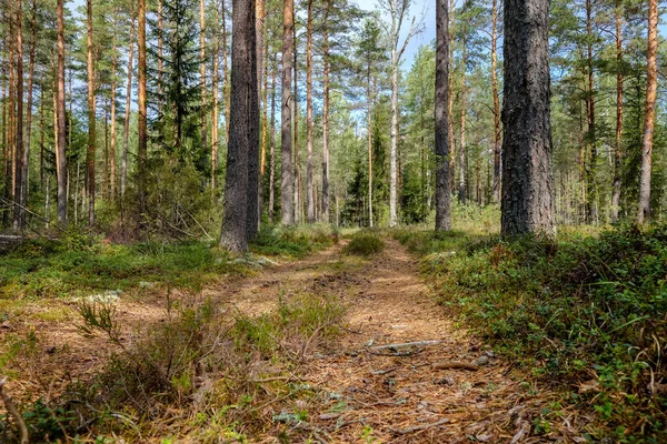Καταπράσινα Δάση Ερυθρελάτη Και Πεύκο Δέντρο Κάτω Από Κλαδιά Χαμηλό — Φωτογραφία Αρχείου