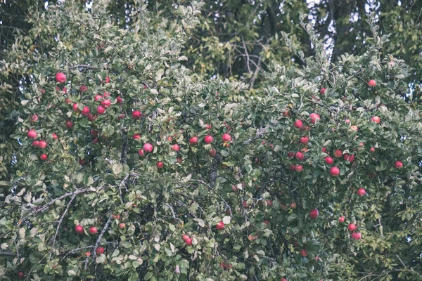 Świeże Jabłka Wiszące Drzewie Ogrodowe Sceny Kroplami Rosy — Zdjęcie stockowe