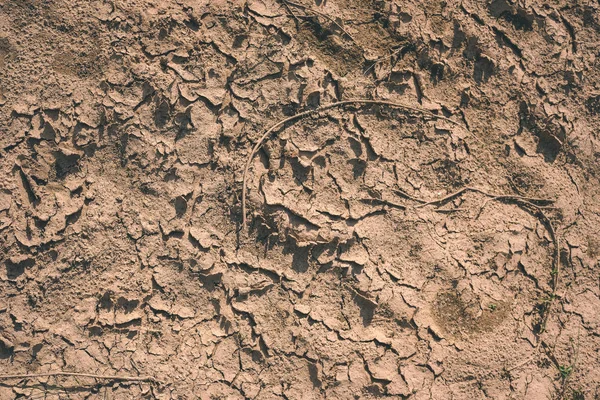 Texture Della Terra Asciutta Con Alcune Piante Verdi Vicino Corpo — Foto Stock