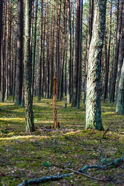 Forêt Humide Vide Début Printemps Arbres Sans Feuilles Nature Nue — Photo