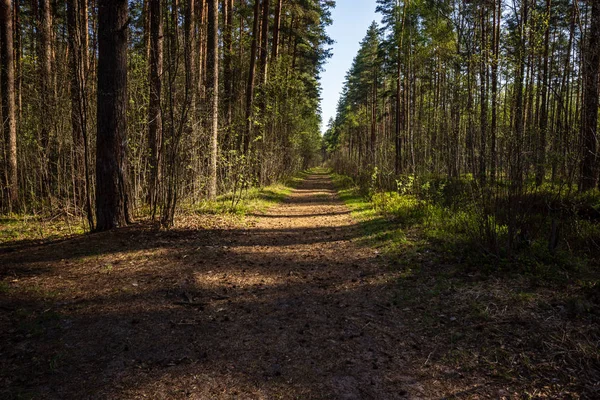 Nassen Leeren Wald Zeitigen Frühjahr Bäume Ohne Blätter Nackte Naturszene — Stockfoto