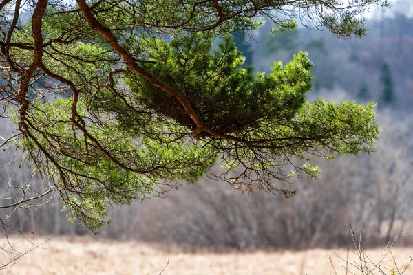 Сосновые Стволы Ветви Зелеными Иглами Болотистой Местности Яркие Цвета Размытый — стоковое фото