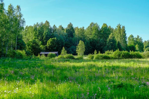 Bonito Prado Verde Com Flores Verão Perto Floresta Dia Quente — Fotografia de Stock