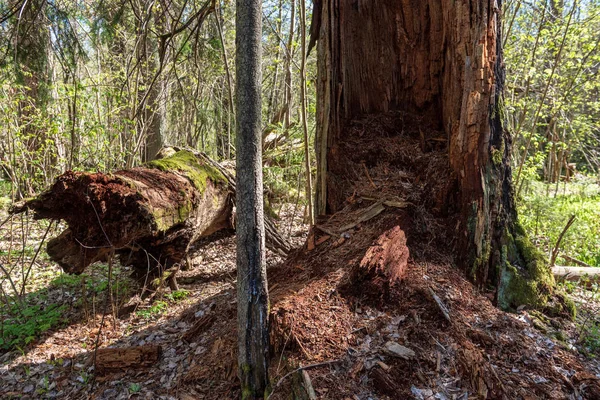 Único Isolado Grande Árvore Grande Ambiente Natureza Com Enorme Tronco — Fotografia de Stock