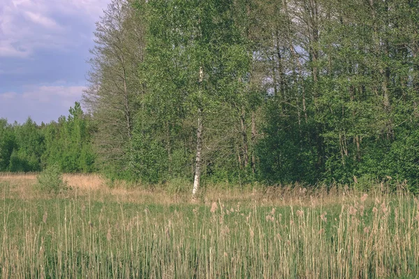 Зеленый Горошек Летними Цветами Рядом Лесом Теплый Летний День Листовая — стоковое фото