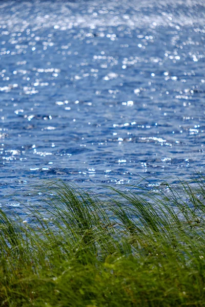 Zomer Planten Struisgras Wazig Achtergrond Avondzon Structuurpatroon Van Gebladerte — Stockfoto