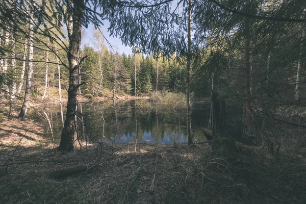 Pobřeží Jezera Odlišné Stromy Zelené Letní Zemi Voda Vidět Skrze — Stock fotografie
