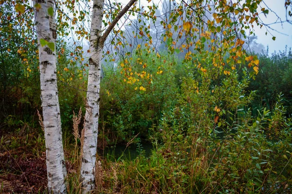 Belle Betulle Tronchi Rami Foglie Ambiente Naturale Stagione Mista Estate — Foto Stock