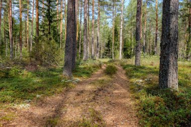 herdem yeşil orman Ladin ve çam ağacı dalları altında. Mayo ve boş yere ile düşük ışık ayrıntıları