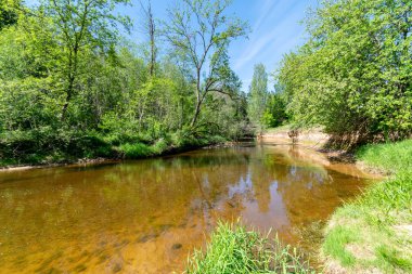 temiz su ve su çimen, bents ve yeşil yeşillik forest yakınındaki göl kenarında sakin yaz günü göster