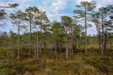 Alan Manzaralı yalnız çam ağaçları ve yaz yeşil yeşillik çevre çim alanları ile bataklık