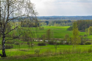 güzel huş ağacı ağaç gövdeleri, dalları ve yaprakları doğal ortamda. karışık mevsim yaz sonbahar bahar resimleri