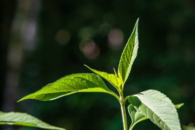 yeşil yaz yeşillik Ayrıntılar arka plan soyut. yaprak, çimen, bents ve dalları
