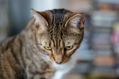 yakın çekim yerli kedi evinde doğal ortamda vurdu
