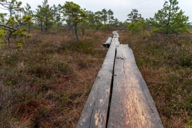 eski ahşap tahta boardwalk iz sonbahar renkli doğada su yakın bataklık alanda