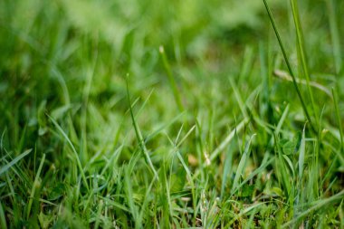 arka planlar ve dokuları tarafsız doku için hafif yaz aylarında derin yeşil yeşillik