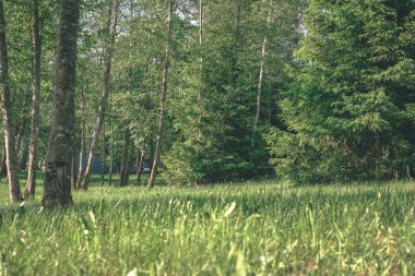 sert gölgeler ve orman - vintage bir retro görünüm parlak gün ışığında yaz yeşil yeşillik