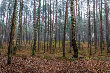 güzel huş ağacı ağaç gövdeleri, dalları ve yaprakları doğal ortamda. karışık mevsim yaz sonbahar bahar resimleri