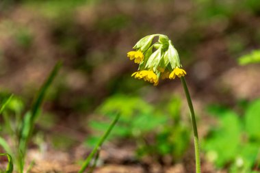 kırsal Bahçe çiçek üzerinde arka plan ve yeşil yapraklar yaz aylarında bulanıklık