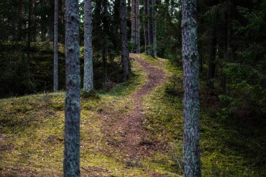 temiz çam ağacı orman çamur ve yeşil yaprakları ile toprak yol. koyu renkler