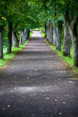 yapraklar ve ağaçlar etrafında ile perspektif içinde basit kırsal orman yolu