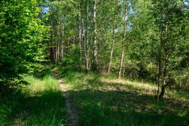 sert gölgeler ve orman parlak gün ışığında yaz yeşil yeşillik